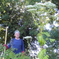 Giant Hogweed